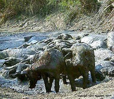 Water buffalo wallowing, Central Highlands, Vietnam, 2000