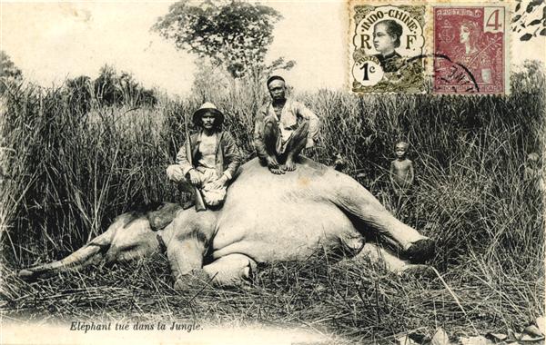 Eléphant tué dans la Jungle