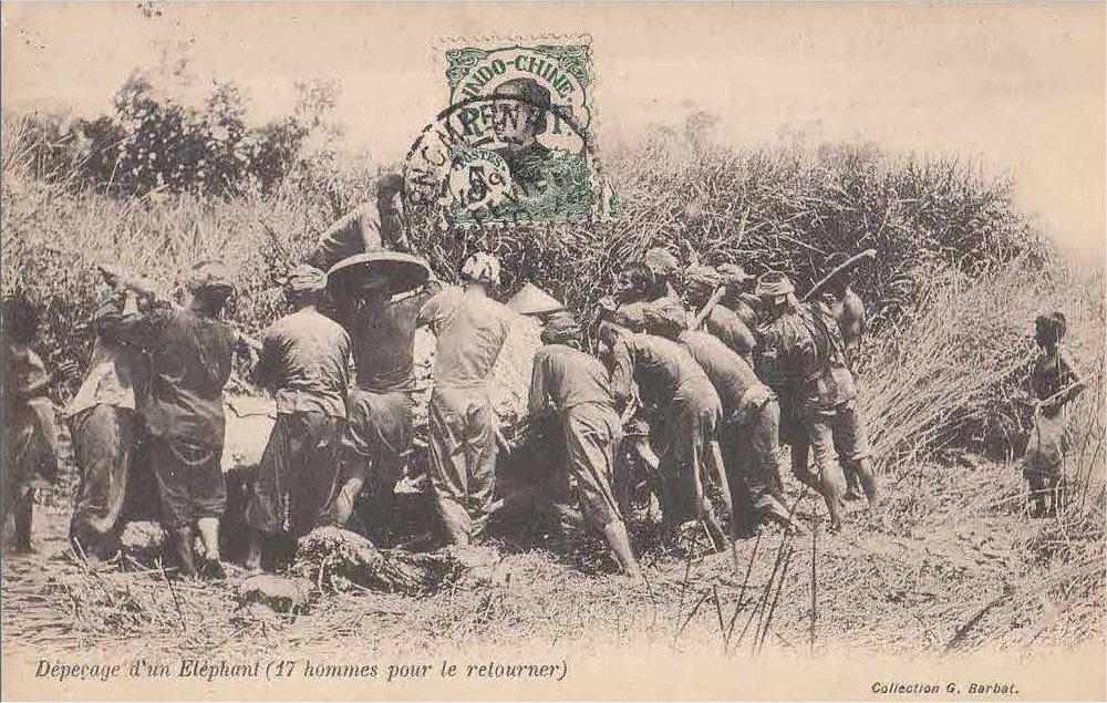 Dépeçage d'un Éléphant (17 hommes pour le retourner) Collection G. Barbat