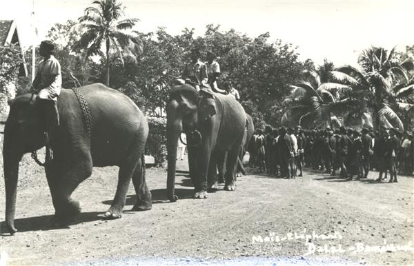 Moïs - Eléphants     Dalat - Banméthuot