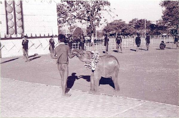 INDOCHINE 1943: GRAND SERMENT MOÏ A BANMETHUOT ELEPHANTEAU PARE D'UN COLLIER DE FLEURS