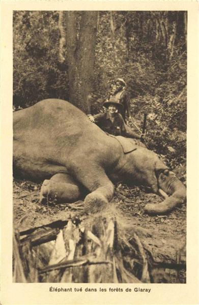 Eléphant tué dans les forêts de Giaray