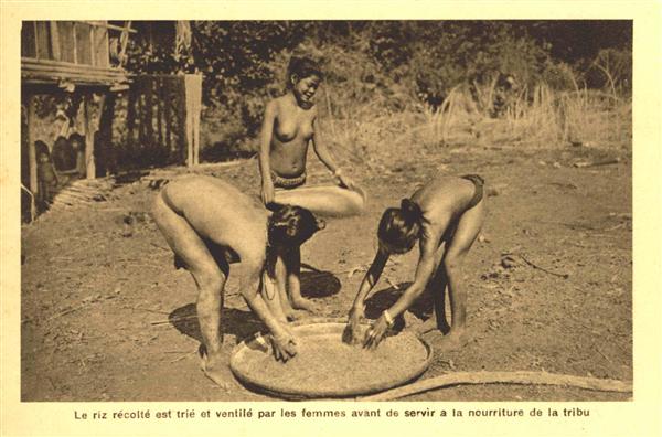 96. Le riz récolté est trié et ventilé par les femmes avant de servir de nourriture à la tribu