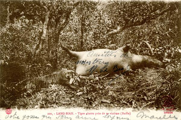 200. - LANG-BIAN. - Tigre abattu près de sa victime (Buffle)