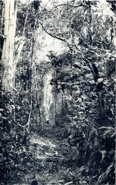 SENTIER DANS LA BROUSSE (ANNAM)