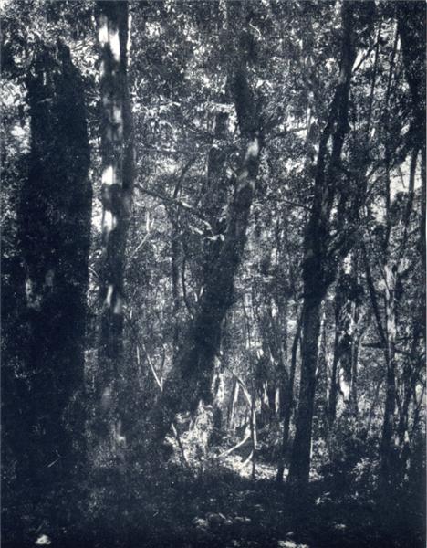 DANS LES FORÊTS DE L'ANNAM