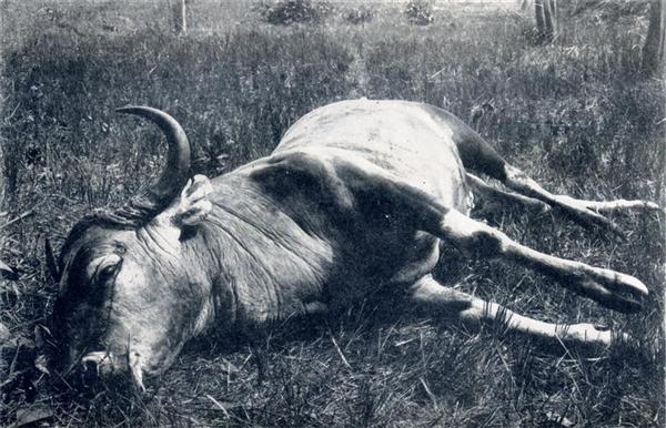 LE GAUR (BOSGAURUS)