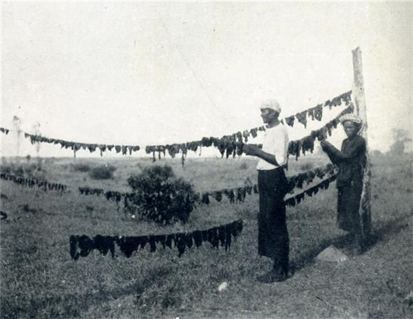 BOUCANAGE DE LA VIANDE DE BOSGAURUS