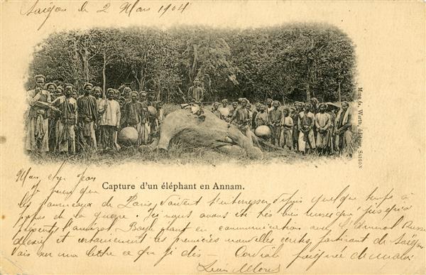 Capture d'un éléphant en Annam   Mme G. Wirth, éditeur, Saïgon