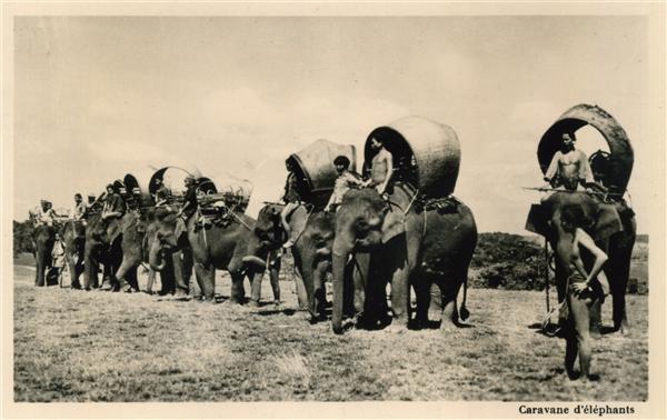 Caravane d'éléphants