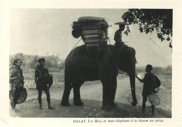DALAT. Les Mois et leur éléphant à la chasse au pièges