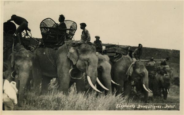 Eléphants Domestiques - Dalat